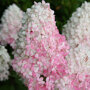 Hortensia op stam (Hydrangea paniculata 'Vanille-Fraise') Close up